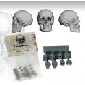 Skulls 54 mm